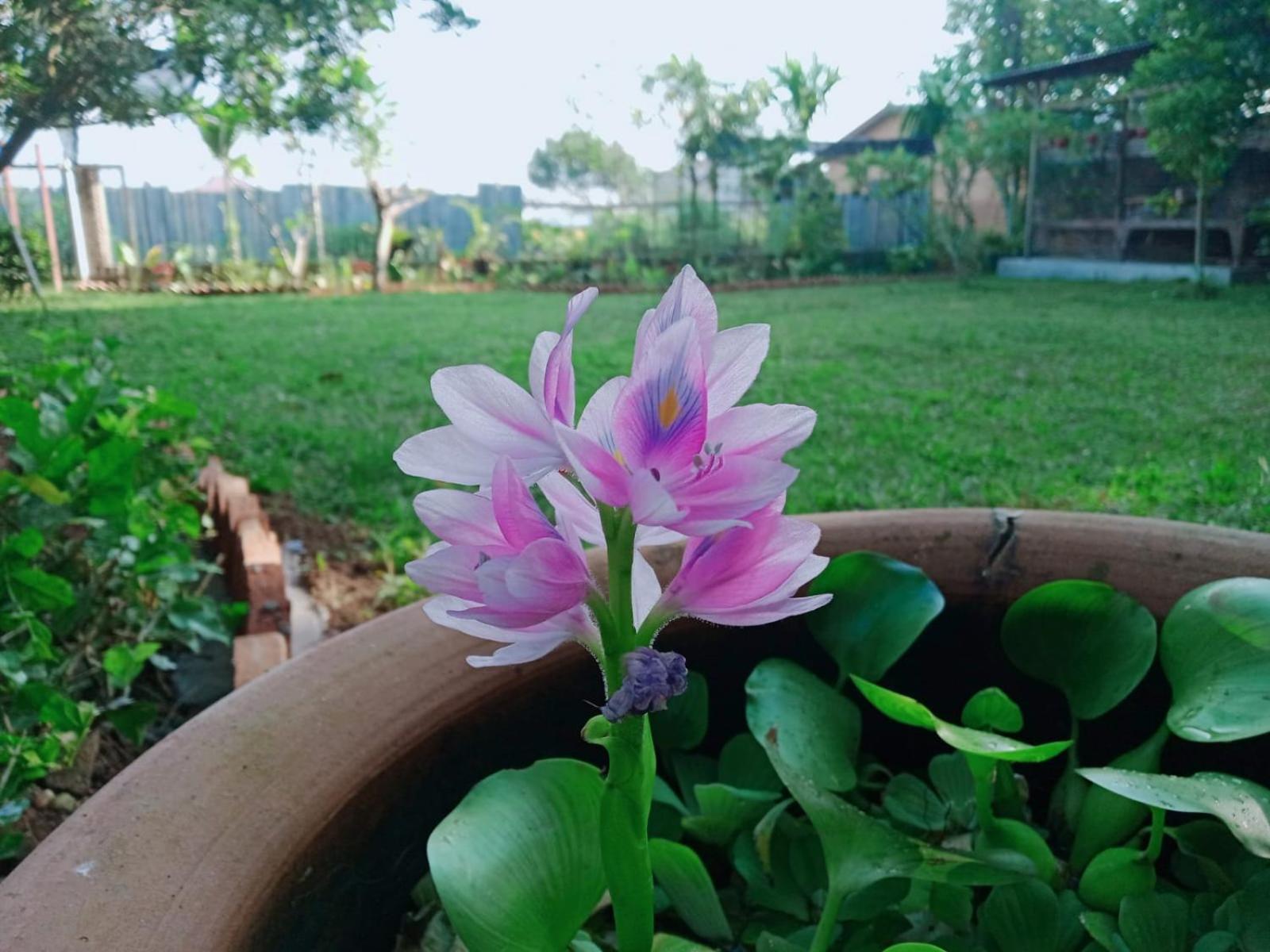 Bua Guest House Medan Esterno foto