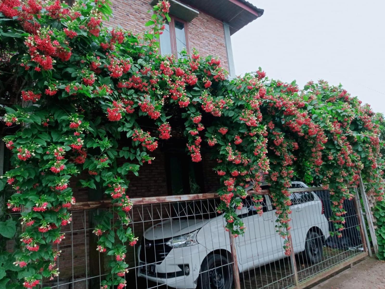 Bua Guest House Medan Esterno foto